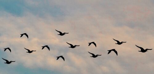 Birds flying in the sky