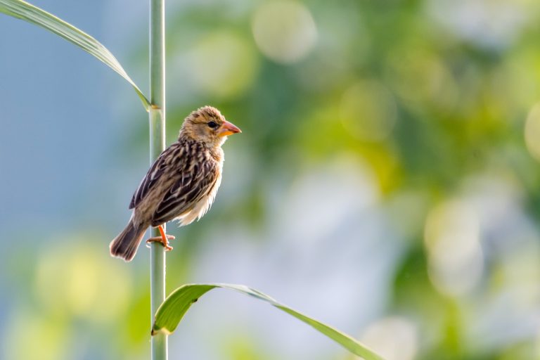 Baya bird sitting on a plant