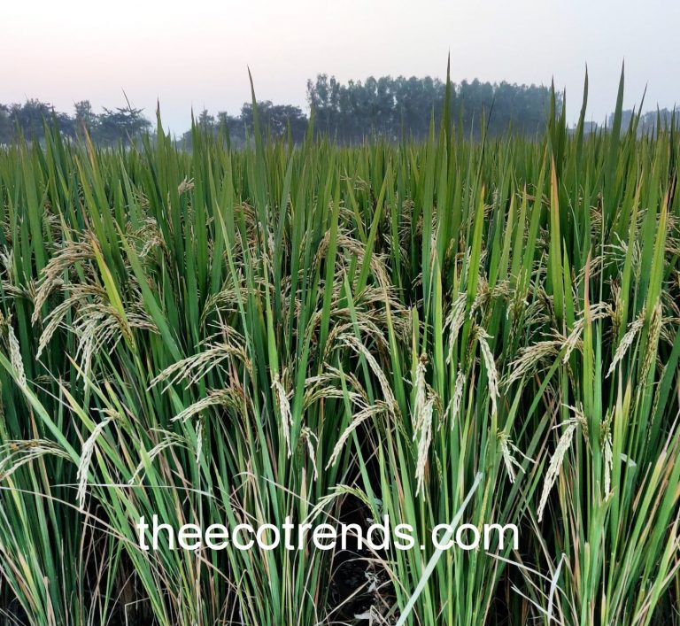 A paddy field