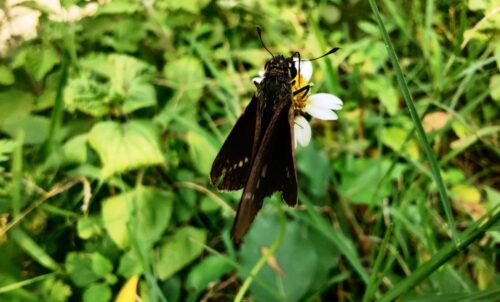 Butterflies