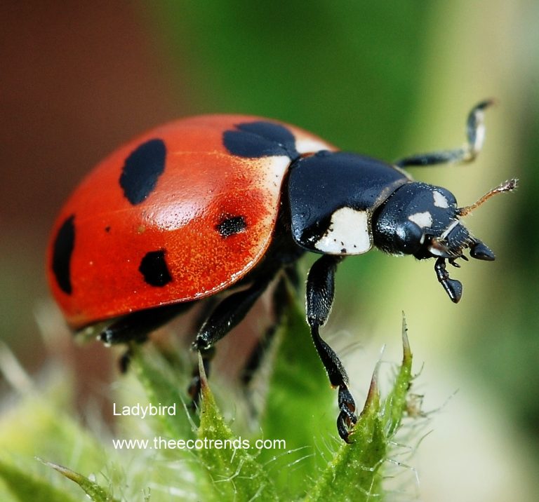 A living insectivorous plant