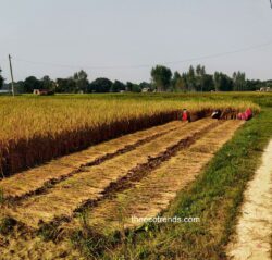 paddy harvest