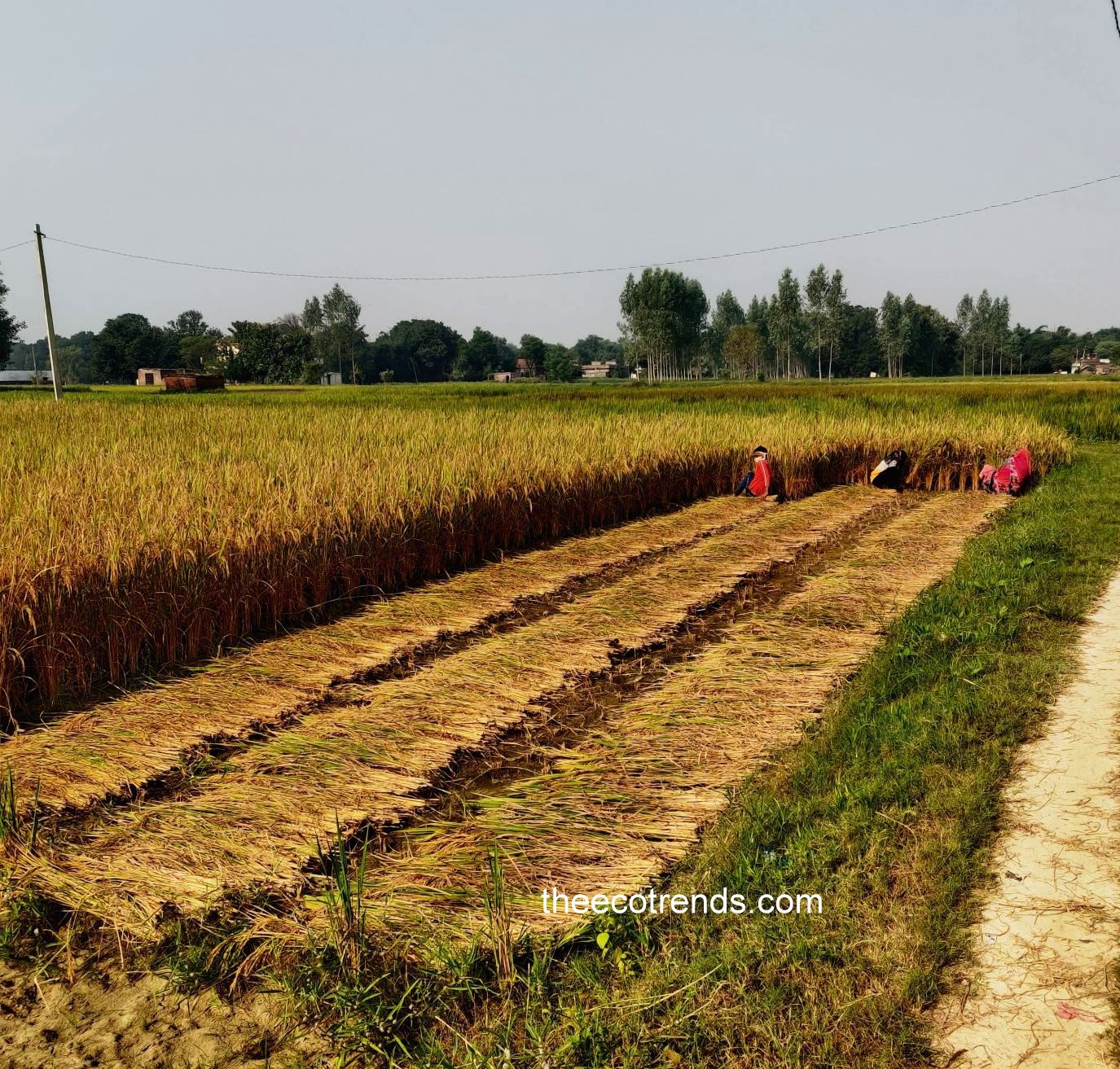 Manual Harvesting of Paddy TheEcotrends
