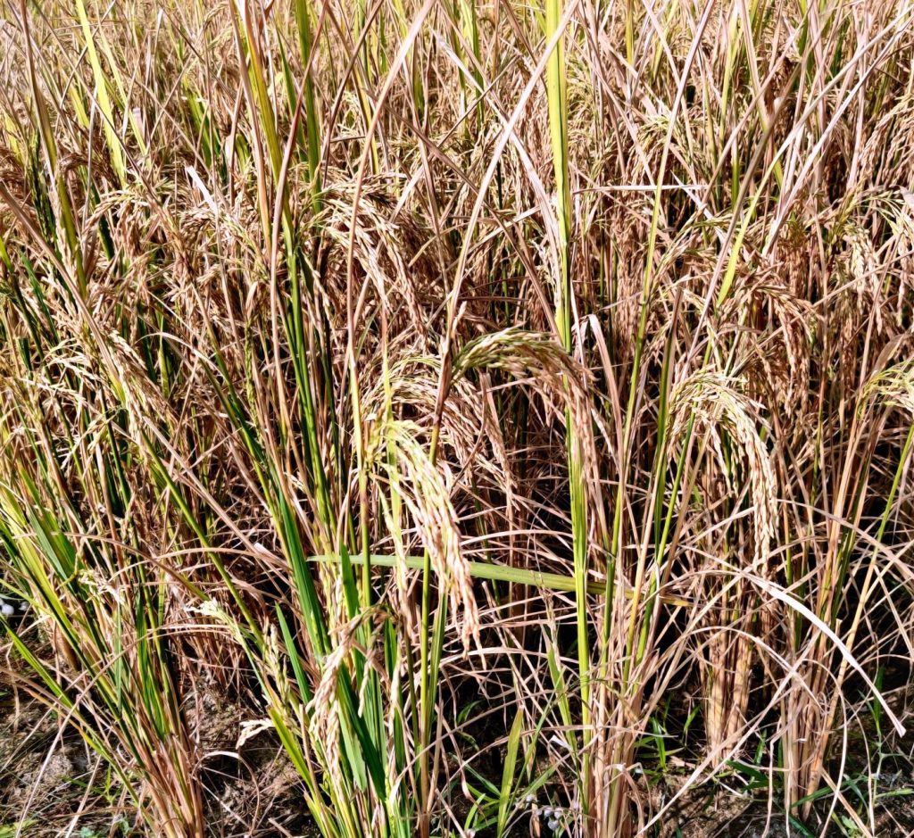 Many species of our crop plants have so far been gone extinct. Take barley for example. Now we have to purchase it from markets in small plastic packets. Earlier, when barley used to be available in plenty, we did not understand its medicinal importance. Some wise people in ancient times linked it to our religion, and probably this or some more may be the reason why it is available in markets at least, otherwise it, might had gone away forever.