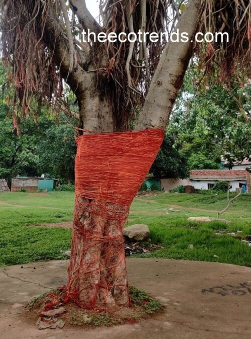 A peepal tree
