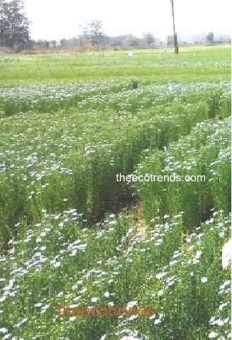 Field of linseed