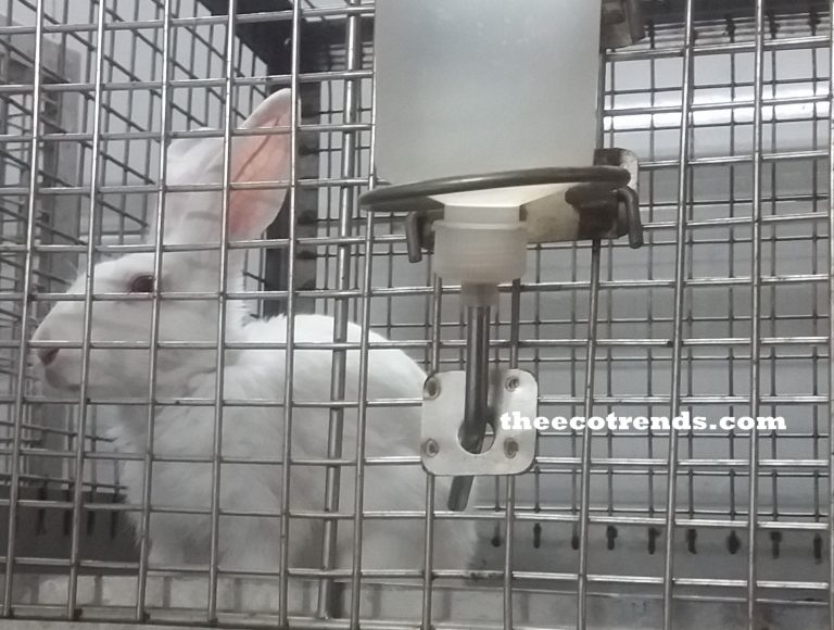 a rabbit inside a cage