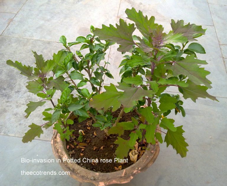 Two different plants in a single flower pot