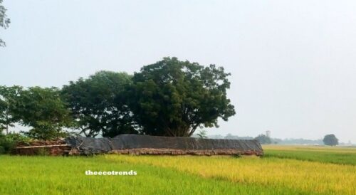 Tree and paddy fields