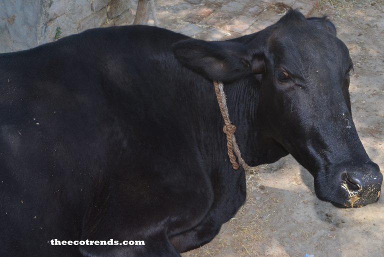 Cow, a milch cattle