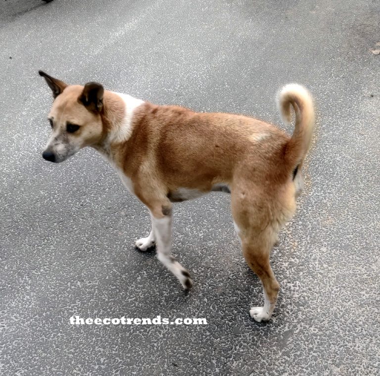 a dog walking on road