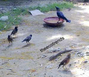 Many people help birds by keeping pots filled with water. Many birds come to these water sources.