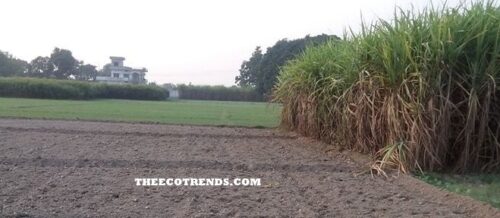 Prepared fiels and Sugarcane fiels