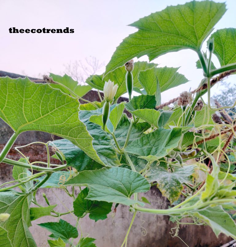 Fruiting Bottleguord