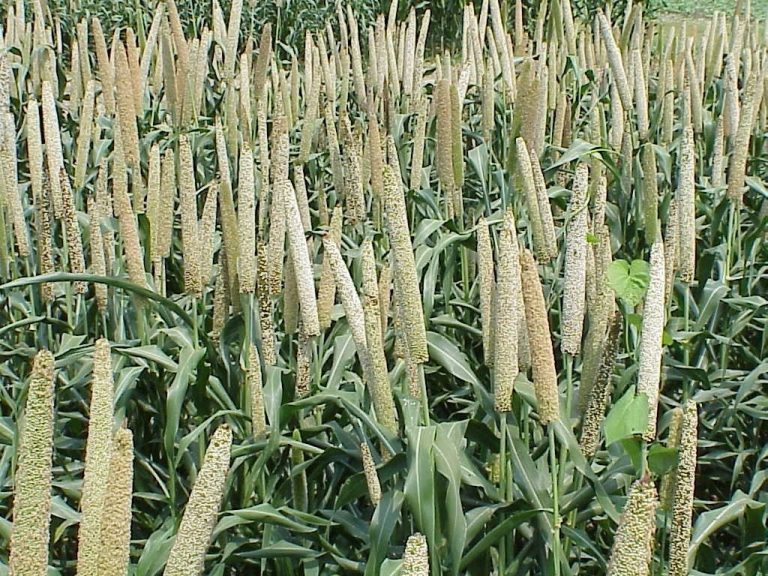Plants of pearl millet