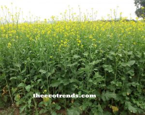 The alternate cropping is a system of cropping in which two different crops are grown in separate alternate lines. This method is more beneficial because production per unit area is greater and it facilitates the application of fertilizers.