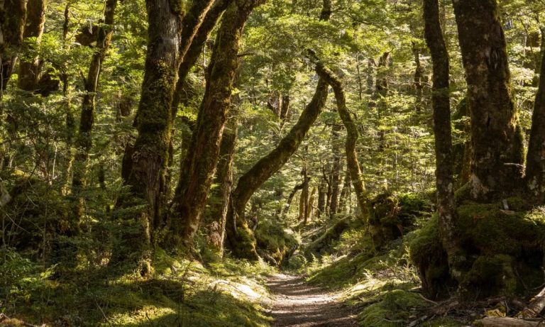 forest