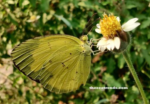 Butterflies