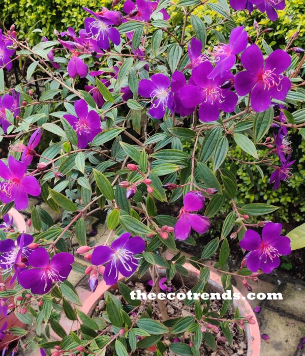 Flowers containing male and female reproductive organs