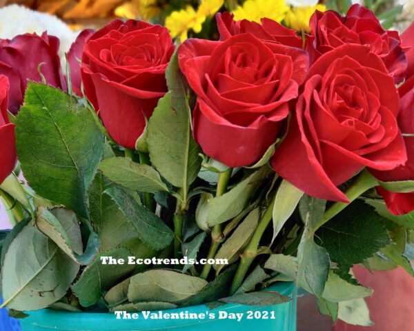 Roses for vallentine day