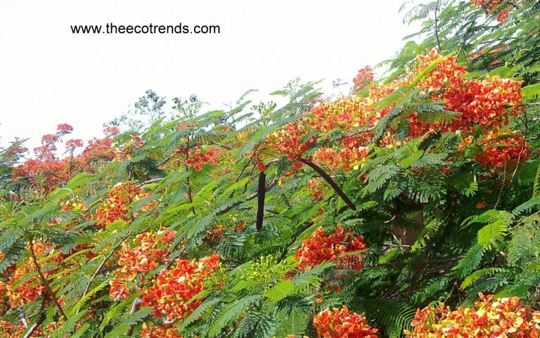 Gulmohar tree