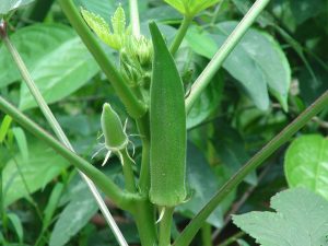 Eat Okra to remain fit and fine.