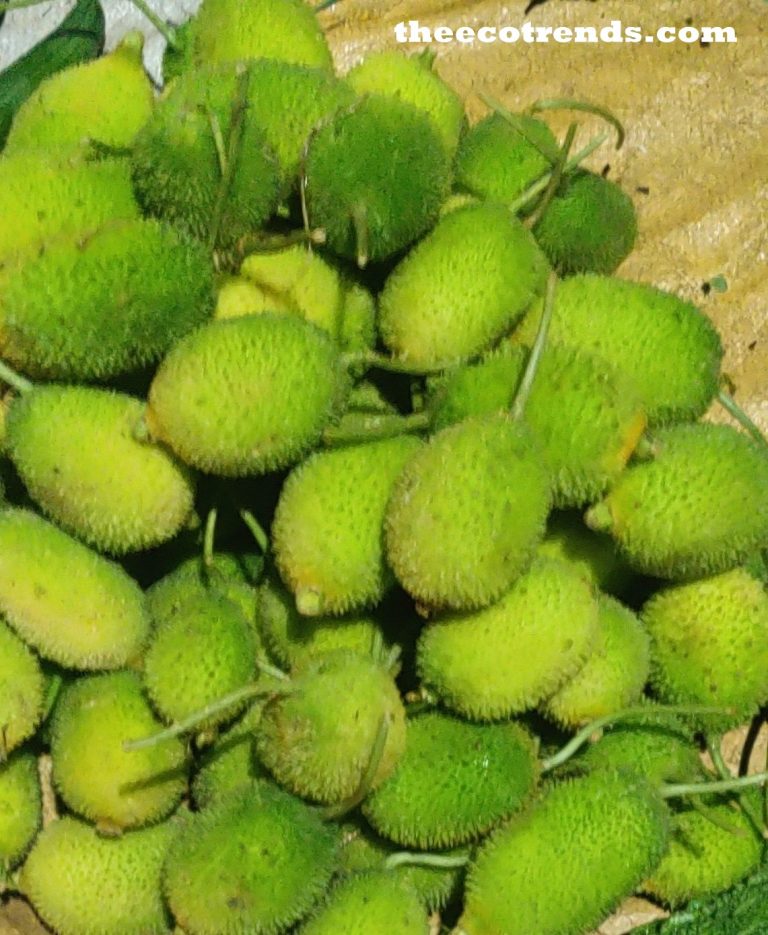 Kheksa