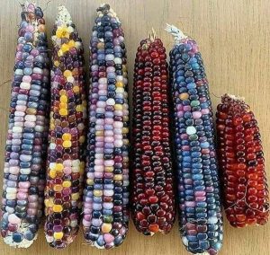 expression of different genes in maize