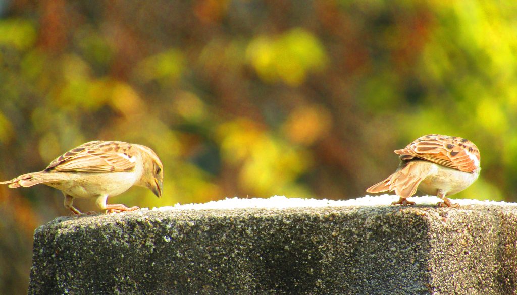 Sparrows eating grains placed by someone