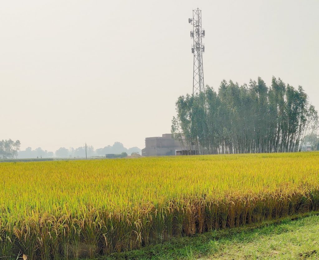 Tower near a paddy field