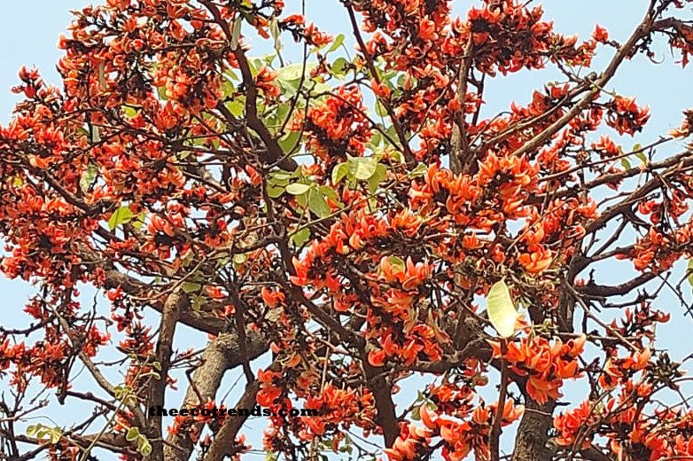 Palash flowers