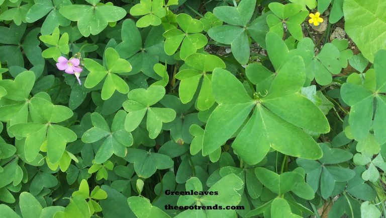 Leaves of Oxalis