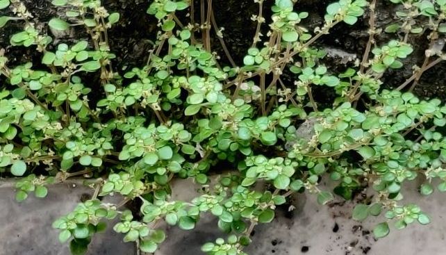 numerous leaves of a small plant