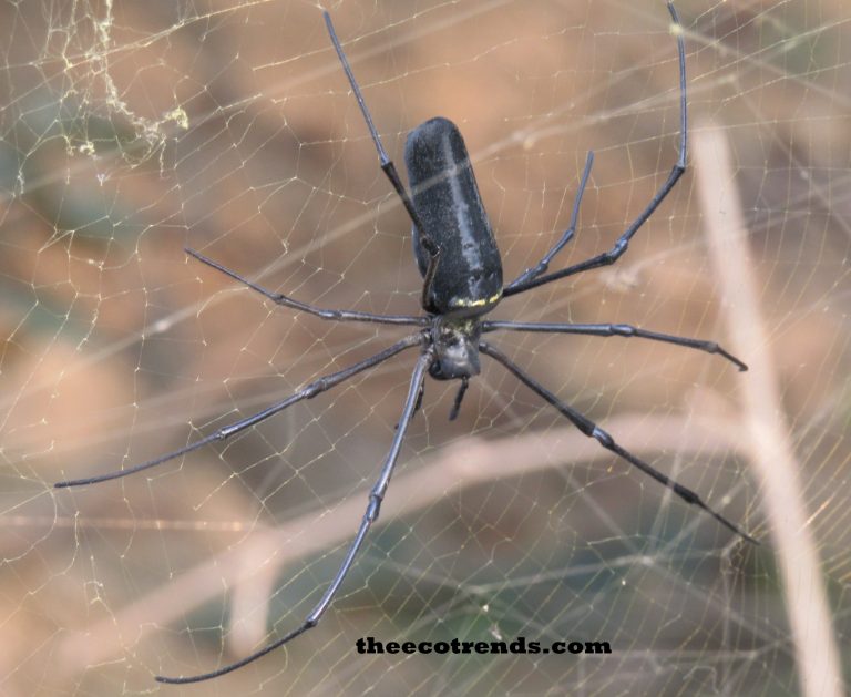spider