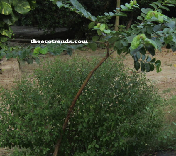 A Basil (tulsi) plant