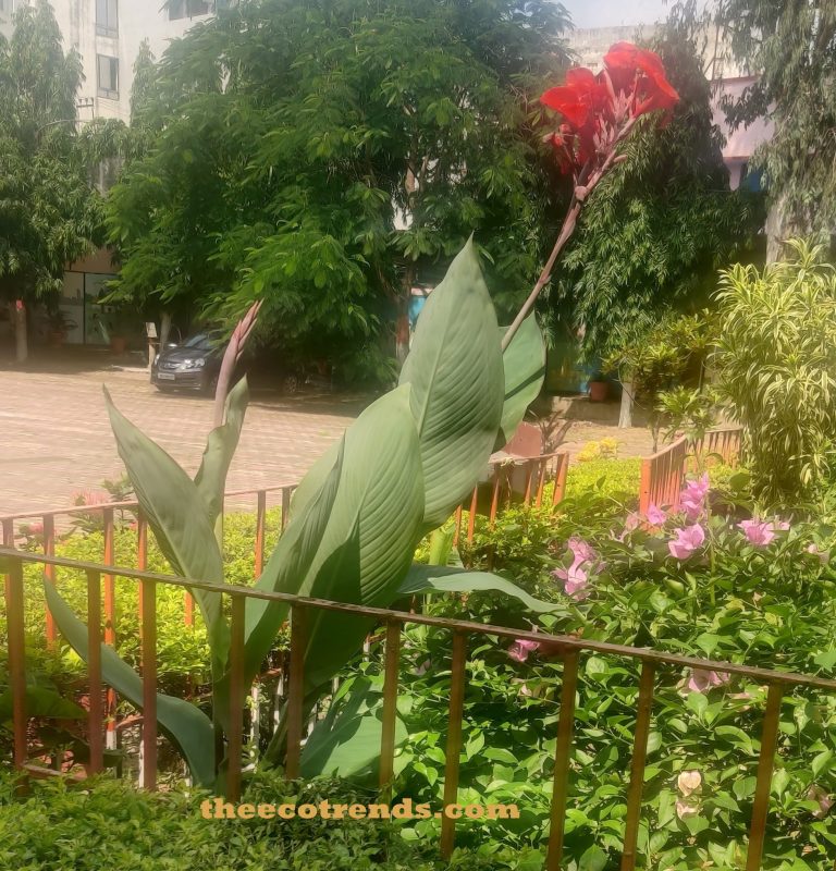 A Flowering plant