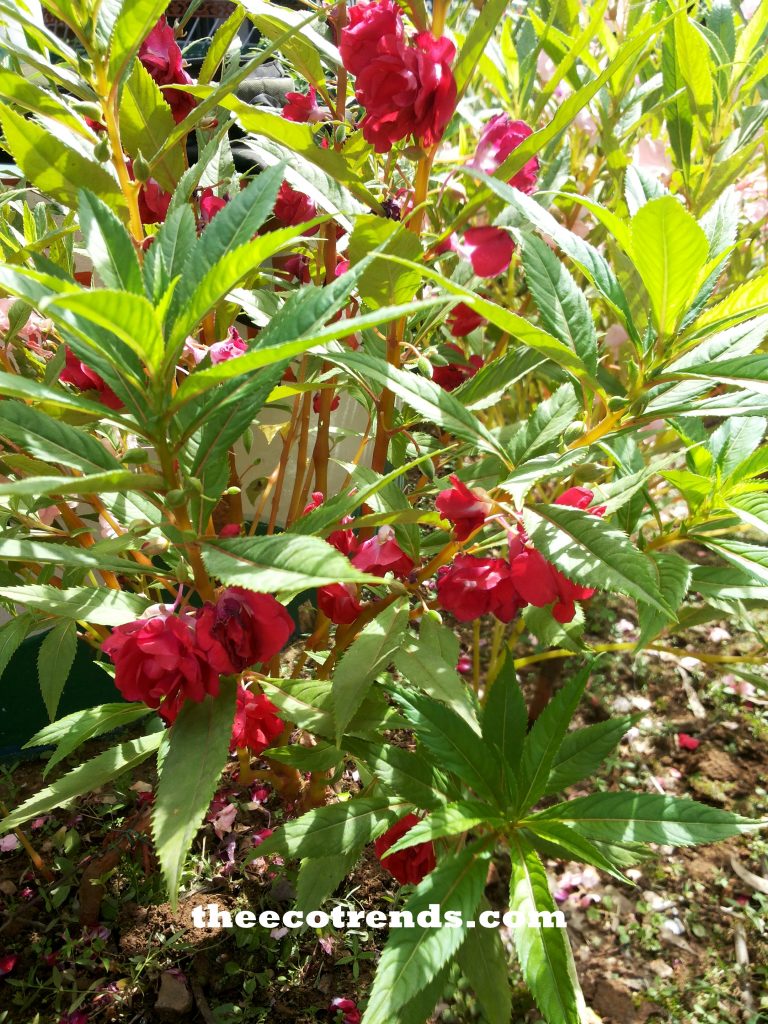 Gulmohar plants