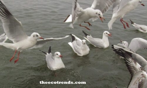 water birds