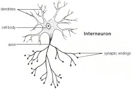 A Neuron