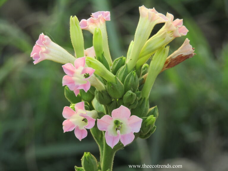 A bunch of wild flowers