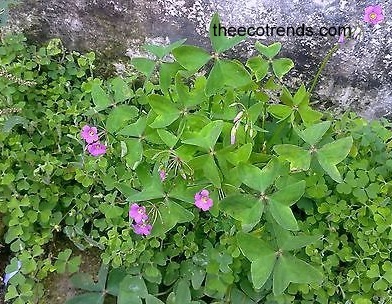 Flowering Oxalis shows sexual reproduction