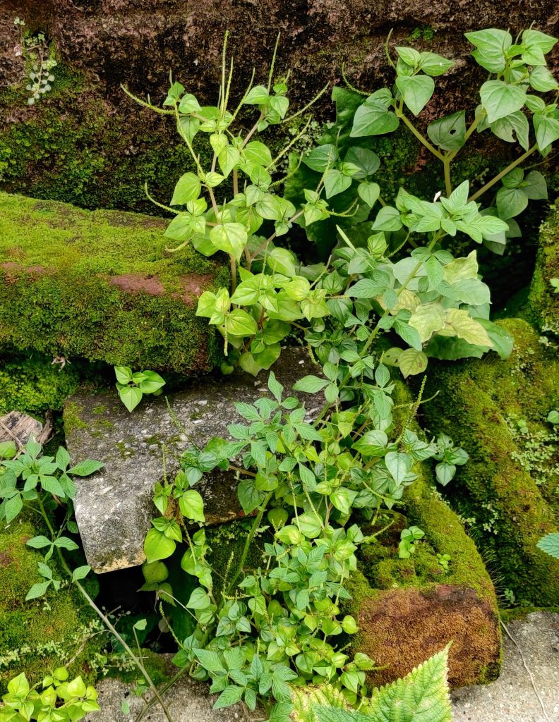 Peperomia pellucida is commonly known as shining bush plant and Pepper elder. It commonly grows in the wild in moist shady places. In Jharkhand it is found growing during rainy season at the banks of streams or near old walls.