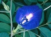 A flower showing sex organs