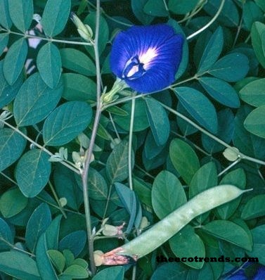 Flowers and fruits of Aprajita plant show sexual reproduction