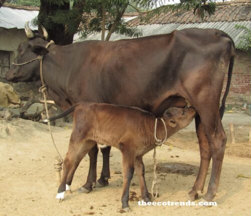 A cow and her calf