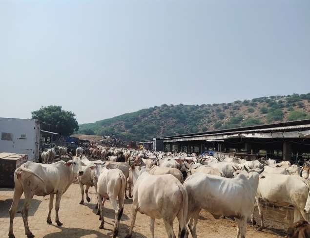 Cows in a Gaushala