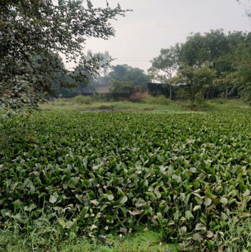 Eichornia plants in a pond