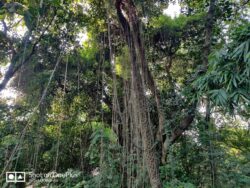 A forest tree supporting a number of climbers