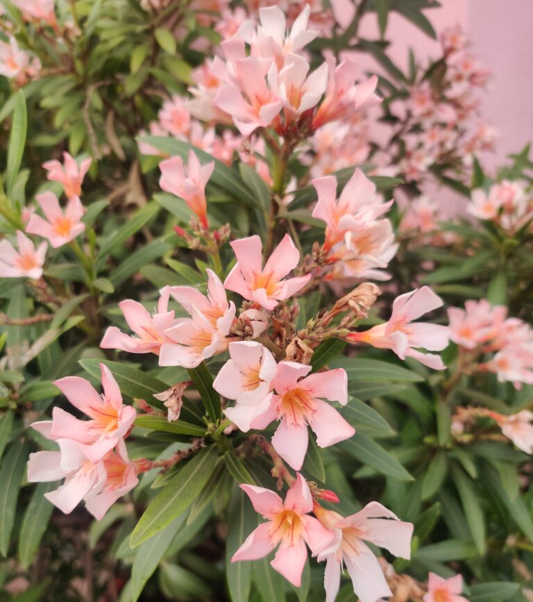 A plant showing variation from its original species.