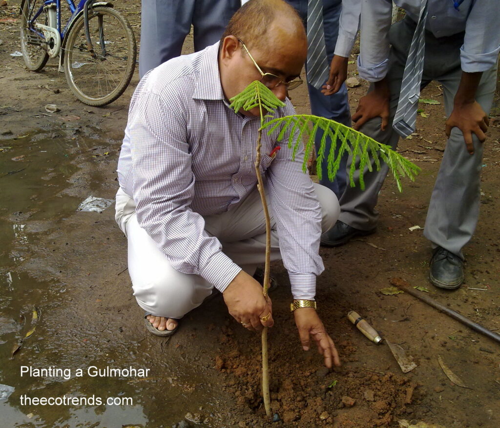 Dr. M. P. Mishra planting a Gulmohar plant in the school campus of Marwari plus two high school ranchi.